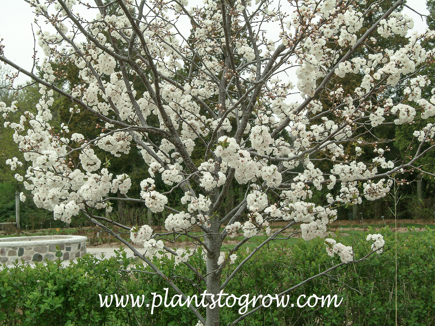 Prince Kay Plum (Prunus nigra)  
(April 23)